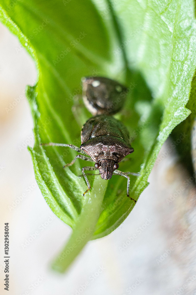 Naklejka premium stink bug mating on a leaf close up macrophotography front view