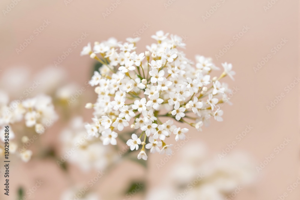White flowers on a soft beige background. White flowers on a soft beige background.