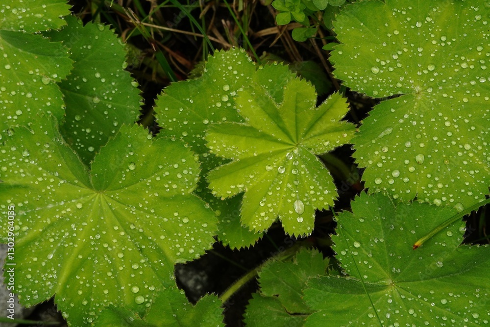 Dew Drops on Lady's Mantle Leaves (Alchemilla) in Nature Dew Drops on Lady's Mantle Leaves (Alchemilla) in Nature