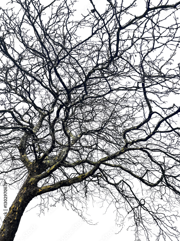 Sycamore tree. Platanus orientalis. Spotted plane tree trunk Sycamore tree. Platanus orientalis. Spotted plane tree trunk