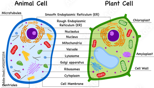 Plant Cell and  Animal Cell Structures Diagram Differences and Similarities 