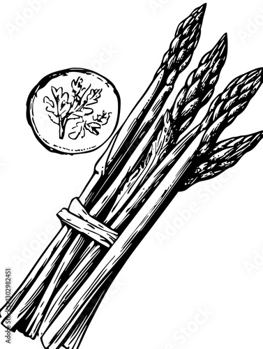 Engraved illustration of fresh asparagus with a sprig of herb on a plate