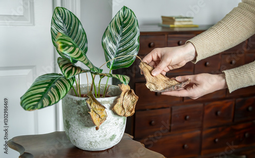 Woman's Hands Inspecting Wilted Leaves on an Indoor Calathea Plant – Signs of Disease and Care Needs