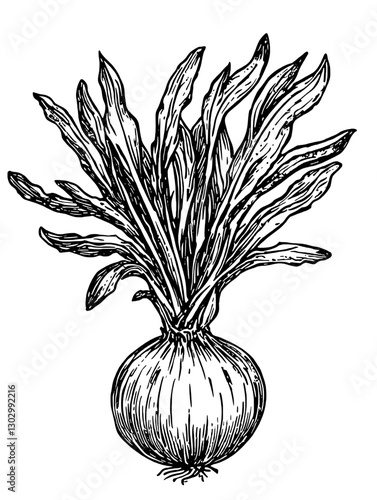 Detailed engraved illustration of an onion with long green leaves