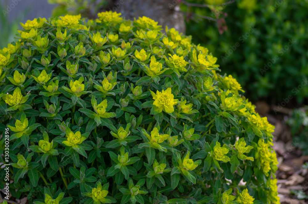 Euphorbia epithymoides cushion spurge bushy plant in bloom, sprintime ornamental garden bright yellow color flowering plant