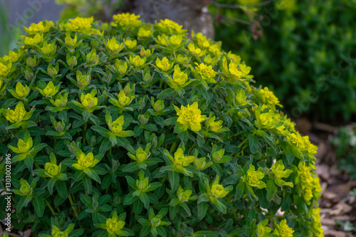 Obraz na płótnie Euphorbia epithymoides cushion spurge bushy plant in bloom, sprintime ornamental garden bright yellow color flowering plant w salonie