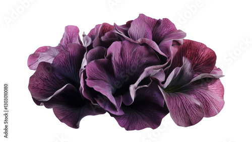 Purple Flower Close up