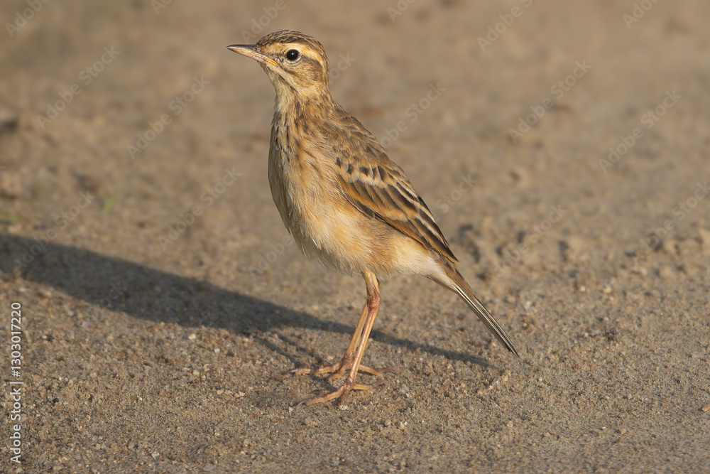 Fototapeta premium Paddyfield pipit or Oriental pipit - Anthus rufulus on ground. Photo from Wilpattu National Park in Sri Lanka. 