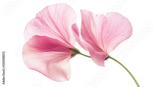 Delicate Pink Sweet Pea Flower Close up