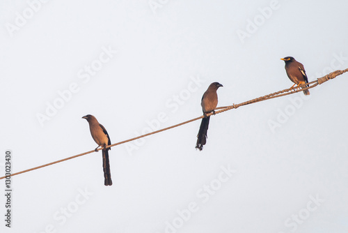 Common Kingfisher in Tainan, Taiwan