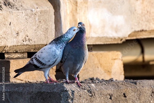 Rock Pigeon in Kaohsiung, Taiwan
