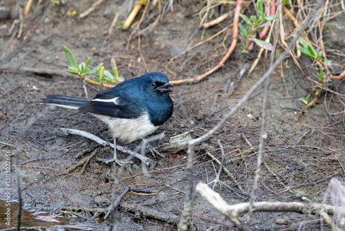 Oriental Magpie Robin in in Kaohsiung, Taiwan