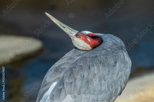 Red-crowned Crane in Gwacheon, South Korea