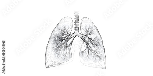 An illustration of lungs on white background with one continuous line of anatomy, isolated on white or transparent background
