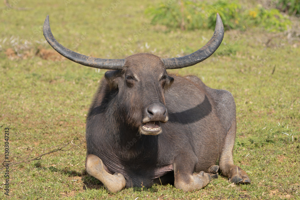 Wild water buffalo - Bubalus arnee migona also called Asian buffalo, Asiatic buffalo and wild buffalo chewing grass on meadow. Photo from Wilpattu National Park in Sri Lanka. Wild water buffalo - Bubalus arnee migona also called Asian buffalo, Asiatic buffalo and wild buffalo chewing grass on meadow. Photo from Wilpattu National Park in Sri Lanka.