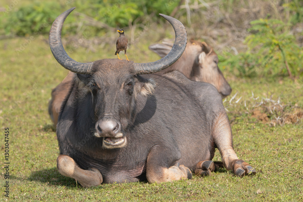 Obraz premium Wild water buffalo - Bubalus arnee migona also called Asian buffalo, Asiatic buffalo and wild buffalo chewing grass on meadow. Photo from Wilpattu National Park in Sri Lanka.