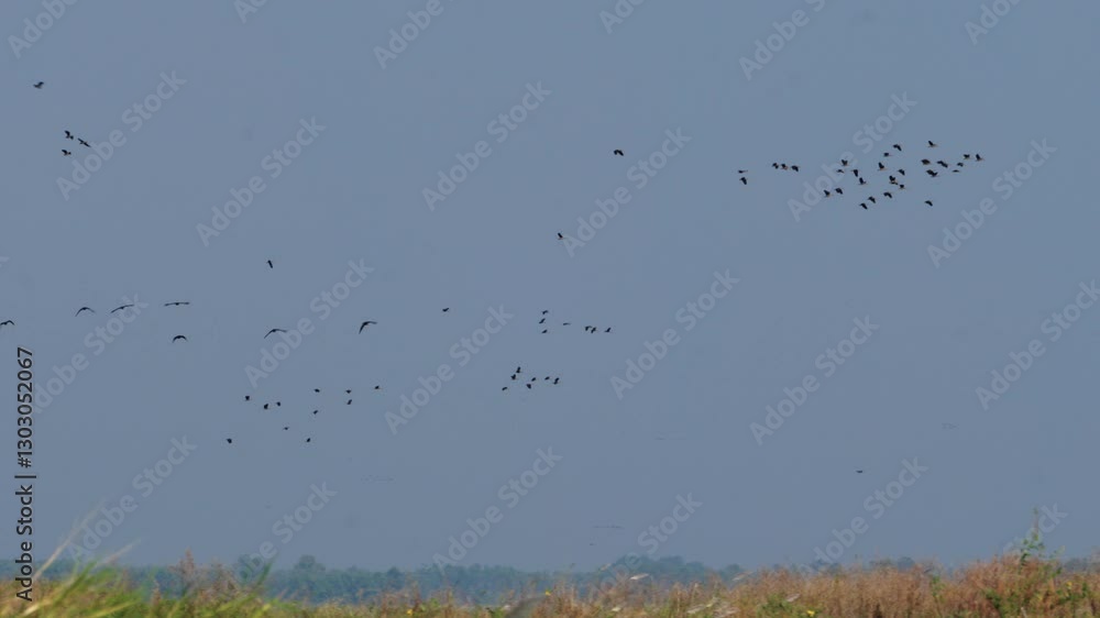 A large group of tropical birds flying in the sky above natural wetland at the Kao Yai National Park in Thailand, as the camera following them with smooth horizontal motion.