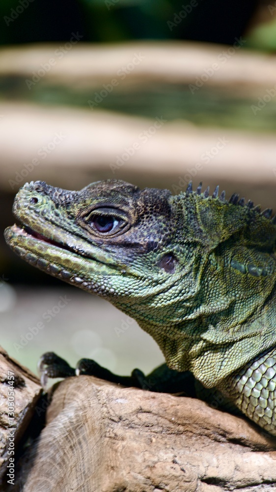 Fototapeta premium lizard on a tree