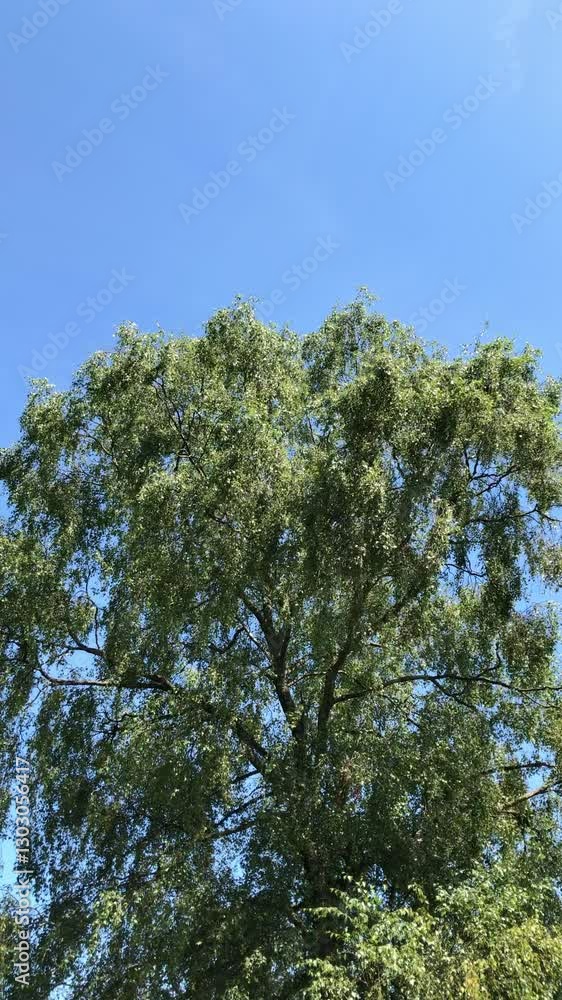 Tree with green leaves foliage moving slowly in the wind, blue sky background, slow motion vertical video Tree with green leaves foliage moving slowly in the wind, blue sky background, slow motion vertical video
