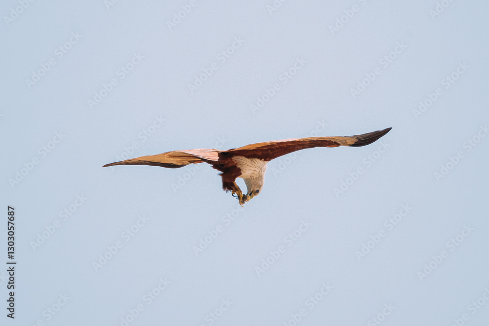 Goa, India. Brahminy Kite Eating Crab In Flight In Blue Sky