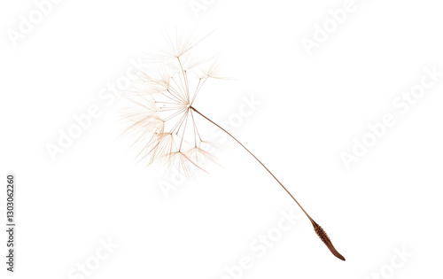 Wallpaper Mural Ephemeral Beauty: The delicate beauty of a single dandelion seed head, poised gracefully against an airy backdrop, invites contemplation of nature's fleeting moments and the promise of new beginnings. Torontodigital.ca