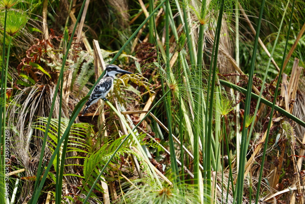 portrait of a kingfisher in the mabamba swamp in uganda, lake victoria portrait of a kingfisher in the mabamba swamp in uganda, lake victoria