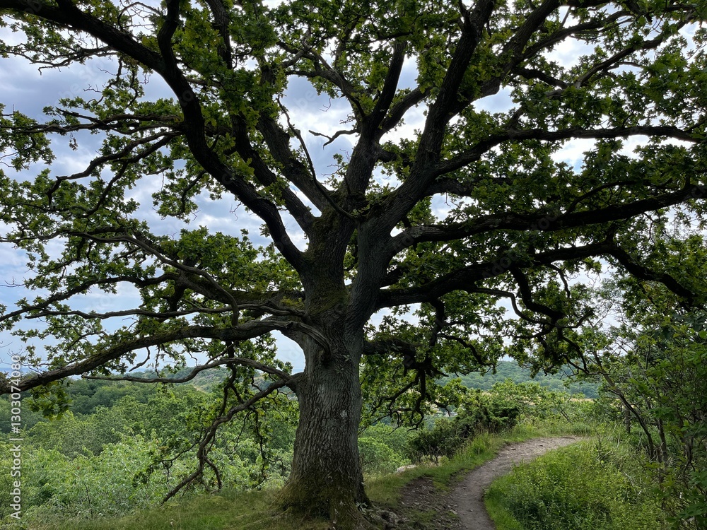 tree in the forest tree in the forest