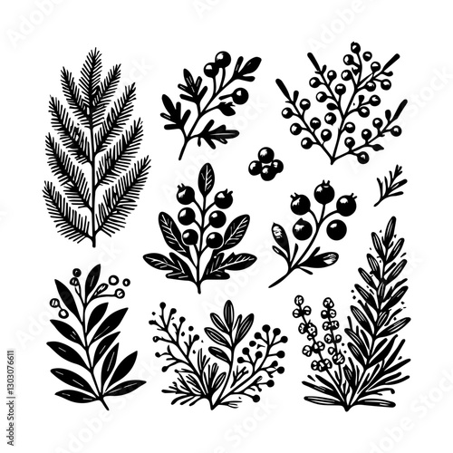 Juniper vector logo drawing illustration Isolated vintage illustration organic essential oil engraved style sketch
