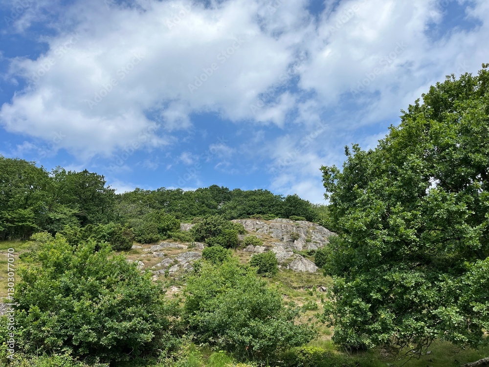 Obraz premium trees and clouds