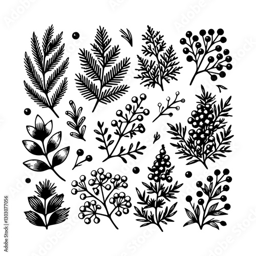 Juniper vector logo drawing illustration Isolated vintage illustration organic essential oil engraved style sketch