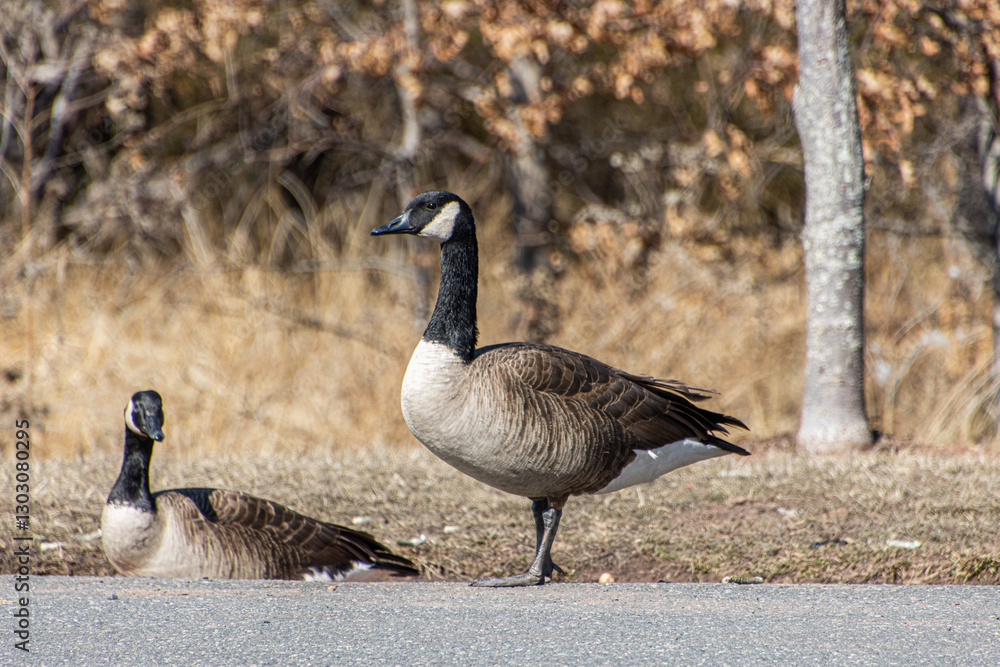 Fototapeta premium Geese relaxing