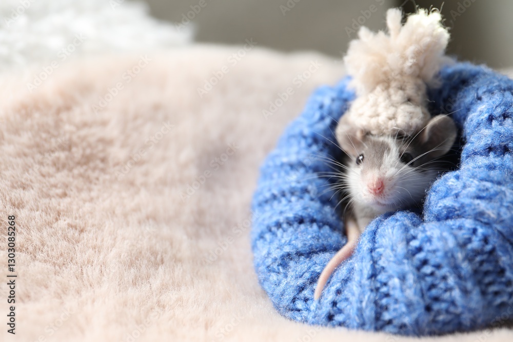 Adorable little rat with hat in blue sweater on faux fur, closeup. Space for text Adorable little rat with hat in blue sweater on faux fur, closeup. Space for text