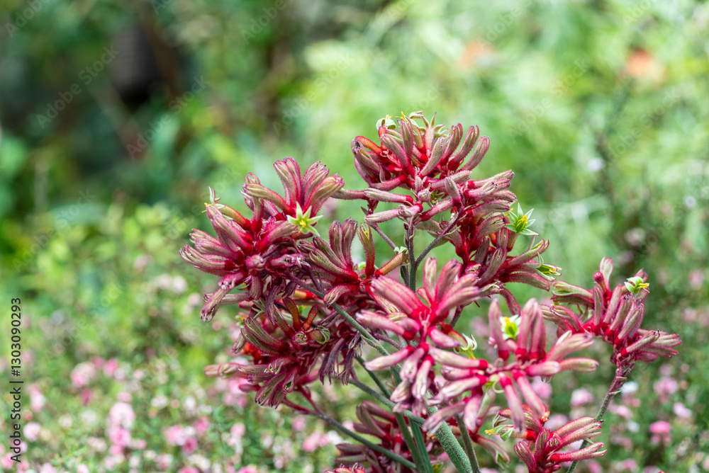 Anigozanthos is a genus of plant found naturally in the Southwestern Australia biogeographic region, commonly known as kangaroo paw or catspaw. Anigozanthos is a genus of plant found naturally in the Southwestern Australia biogeographic region, commonly known as kangaroo paw or catspaw.
