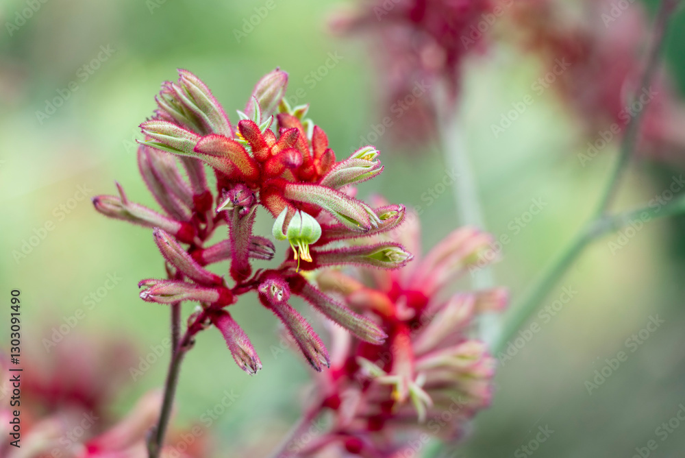 Anigozanthos is a genus of plant found naturally in the Southwestern Australia biogeographic region, commonly known as kangaroo paw or catspaw. Anigozanthos is a genus of plant found naturally in the Southwestern Australia biogeographic region, commonly known as kangaroo paw or catspaw.