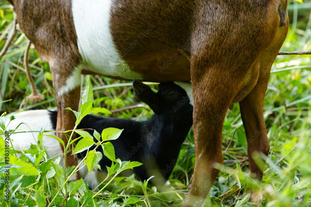 Fototapeta premium young goat feeding with his mother in uganda africa