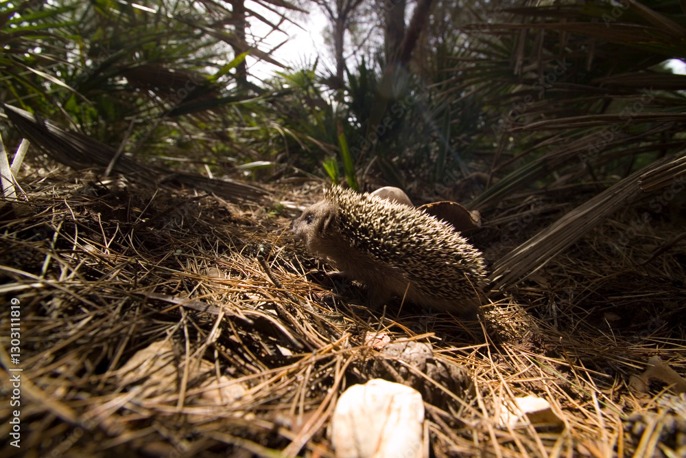 Obraz premium Young hedgehog in spring forest Riccio o Porcospino (Erinaceus europaeus). Porto Conte. Parco Regionale di Capo Caccia Punta Giglio. Alghero. Sassari. Sardegna. Italia.