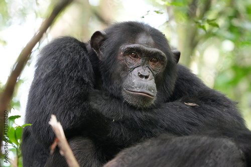 Foto portrait of a male chimpanzee  in the kibale national forest tanzania, close up