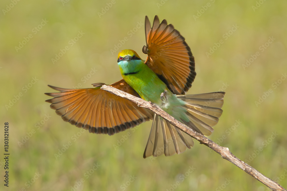 Fototapeta premium Asian green bee-eater, little green bee-eater, green bee-eater - Merops orientalis landing on perch with spanned wings at green background. Photo from Wilpattu National Park in Sri Lanka.