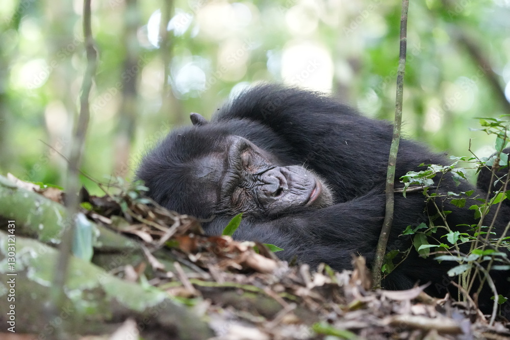 Obraz premium sleeping male chimpanzee in the kibale national forest, portrait headshot close up, tourism safari, chimpanzees in uganda