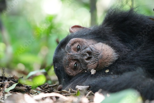 Close-up portrait of a young wild chimpanzee in Kibale National Park, Uganda, looking toward the camera against a soft green rainforest background.