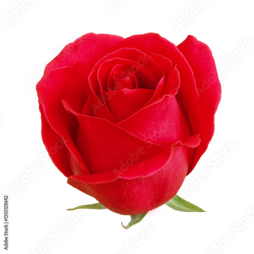 Obraz na płótnie Red rose flower bud. w salonie