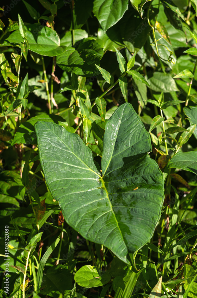 Green Tropical Taro Leaves Growing in the Manoa Rainforest, Honolulu, Hawaii. Green Tropical Taro Leaves Growing in the Manoa Rainforest, Honolulu, Hawaii.