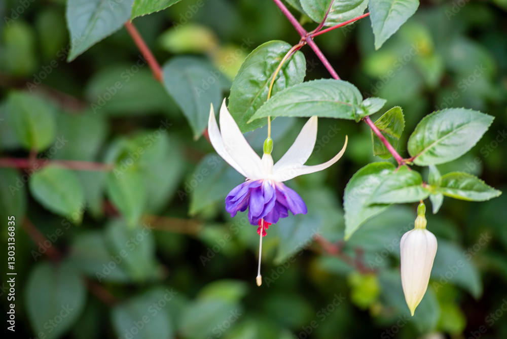 Selective focus of Fuchsia magellanica, beautiful flower in the garden. Hummingbird fuchsia or hardy fuchsia is a species of flowering plant in the family of Evening Primrose. Floral background. Selective focus of Fuchsia magellanica, beautiful flower in the garden. Hummingbird fuchsia or hardy fuchsia is a species of flowering plant in the family of Evening Primrose. Floral background.