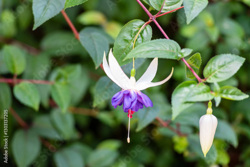 Selective focus of Fuchsia magellanica, beautiful flower in the garden. Hummingbird fuchsia or hardy fuchsia is a species of flowering plant in the family of Evening Primrose.  Floral background.