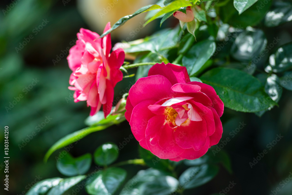 Beautiful flower of Camellia Japonica in the tropical garden. Beautiful flower of Camellia Japonica in the tropical garden.