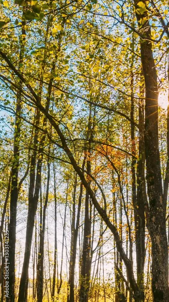 hyperlapse Forest Trees Woods Beautiful autumn landscape TimeLapse Time-Lapse. Sun Shining During Sunny Sunset Evening hyperlapse Forest Trees Woods Beautiful autumn landscape TimeLapse Time-Lapse. Sun Shining During Sunny Sunset Evening