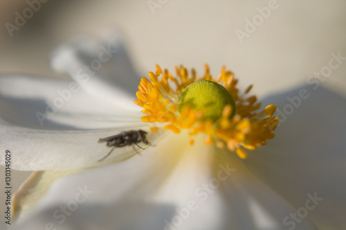 bee on flower
