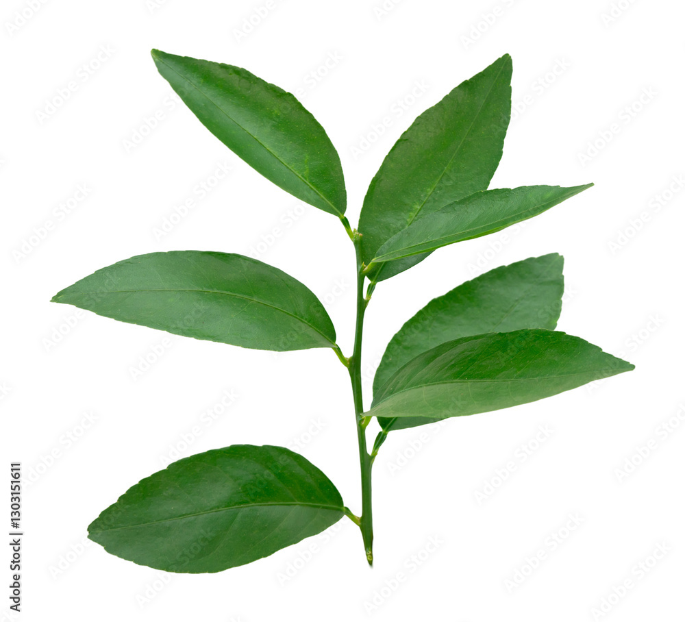Fresh green leaves plant branch natural isolated on white background. Fresh green leaves plant branch natural isolated on white background.