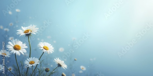 White Daisies with Water Droplets and Light Rays, Blue Background