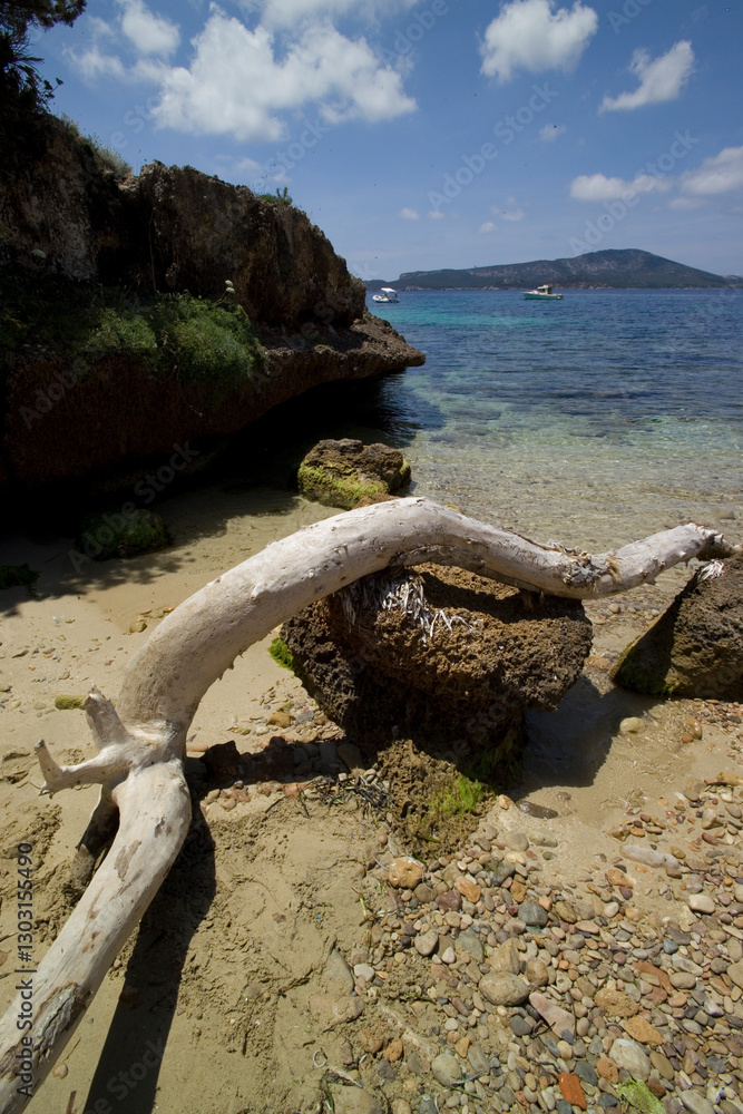 A white tree trunk washed up on sandy beach. The sandy bay of Cala Bramassa, Punta Giglio, Porto Conte Capo Caccia Regional Park. Alghero, Sardinia. Italy A white tree trunk washed up on sandy beach. The sandy bay of Cala Bramassa, Punta Giglio, Porto Conte Capo Caccia Regional Park. Alghero, Sardinia. Italy
